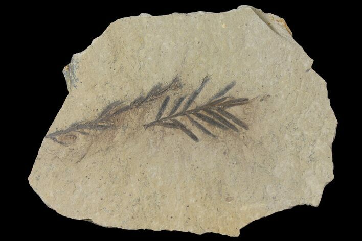 Dawn Redwood (Metasequoia) Fossils - Montana #126640